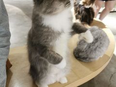 -more than meow吴止猫主题餐厅(承德 中船汇店)