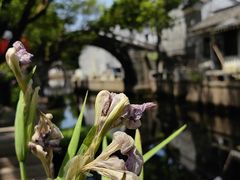 -练塘古镇