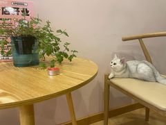 -猫咪派对(江南西店)