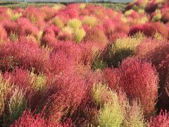 -天津东丽湖风景区