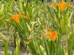 -上海植物园-4号门售票处