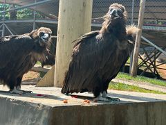 -西霞口神雕山野生动物世界