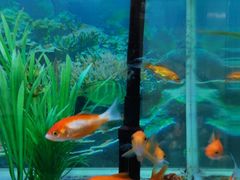-公寓家常菜馆(海军博物馆店)