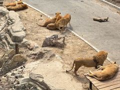 -大连森林动物园