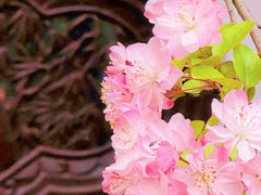 -棠湖公园