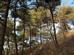 -鲁山国家森林公园