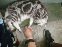 -猫咪博物馆(顶澳仔猫街店)