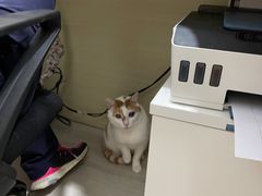 -申普宠物医院·眼科·心内科·影像科(普陀分院)