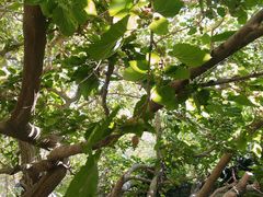 -哈密回王府景区