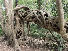 -中国科学院西双版纳热带植物园