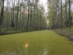 -合肥滨湖国家森林公园