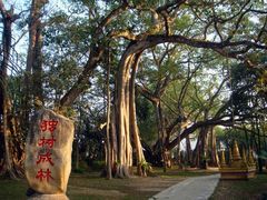 -瑞丽独树成林风景区