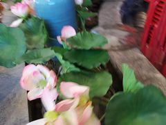 -润泽园椰子鸡(汇一城店)