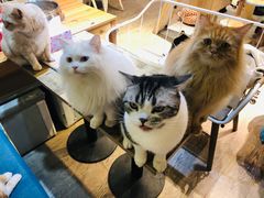 -小时光咖啡馆(开森度假森林店)
