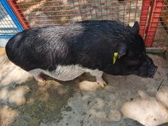 -深圳野生动物园