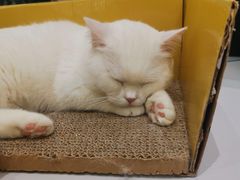 -COLOR PETS 撸猫馆·购猫·猫咖(长风大悦城店)