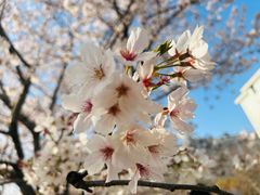 -高东镇樱花园