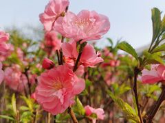 -丁香湖公园
