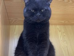 -中农大我爱我爱动物医院·核磁CT·猫病·24小时夜诊中心(石佛营店)