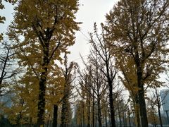 -百林公园-两江幸福广场