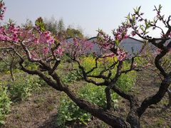 -南汇桃花村