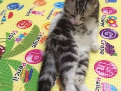 iphone_upload_pic-Bastet sally猫舍购宠(静安店)