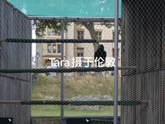 -伦敦塔