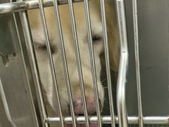 -佳雯宠物医院·皮肤科·内外科(春晓路分院)