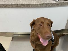 -爱侣宠医·鹦鹉专科·小型哺乳类·异宠专科(灵石路店)