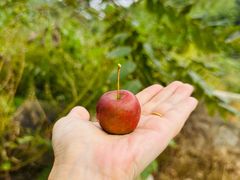 -大岭沟猕猴桃谷风景区