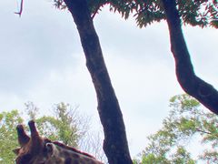 -深圳野生动物园