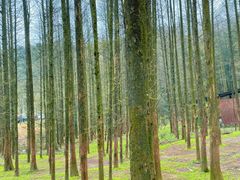 -山王坪喀斯特国家生态公园