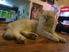 -李小姐の猫咖啡馆(五角场店)
