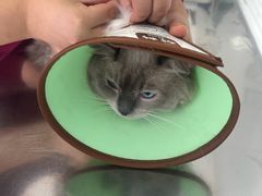 -瑞派福兴宠物医院犬猫全科·骨科·中西医结合(河东店)