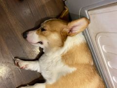 -柯斗斗主题餐厅·狗咖·围炉煮茶·茶饮(国瑞升平里店)