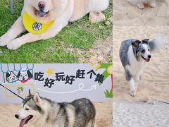 -欢乐海岸椰林沙滩-2025湾区超级灯会