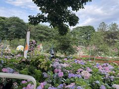 -天适樱花悠乐园