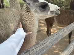 -鄂尔多斯野生动物园