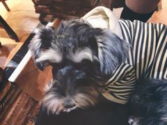 -more than meow吴止猫主题餐厅(承德 中船汇店)