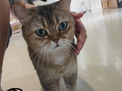 -藏猫猫咖啡主题馆(中央大道店)
