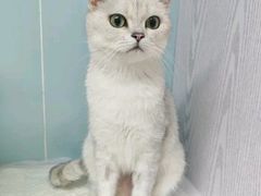 -纳吉亚猫专科动物医院·北北分院