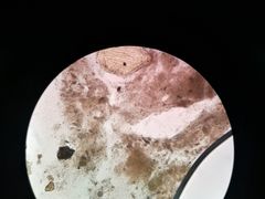 -艾贝尔宠物诊疗