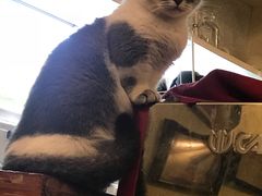 -猫色咖啡·猫咖
