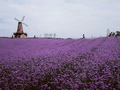 -大塘金香草谷