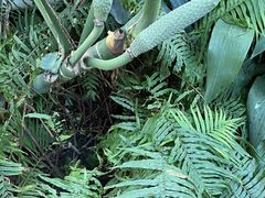 -国家植物园南园