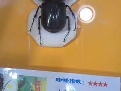 -上海大自然野生昆虫馆(东方明珠·爬宠昆虫探索中心)