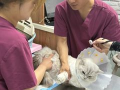 -纳吉亚猫专科动物医院博雅分院