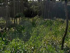 -东寨港红树林旅游区