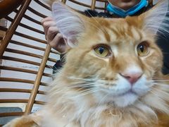 -蓝鲸·缅因猫舍