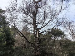 -灵隐飞来峰景区